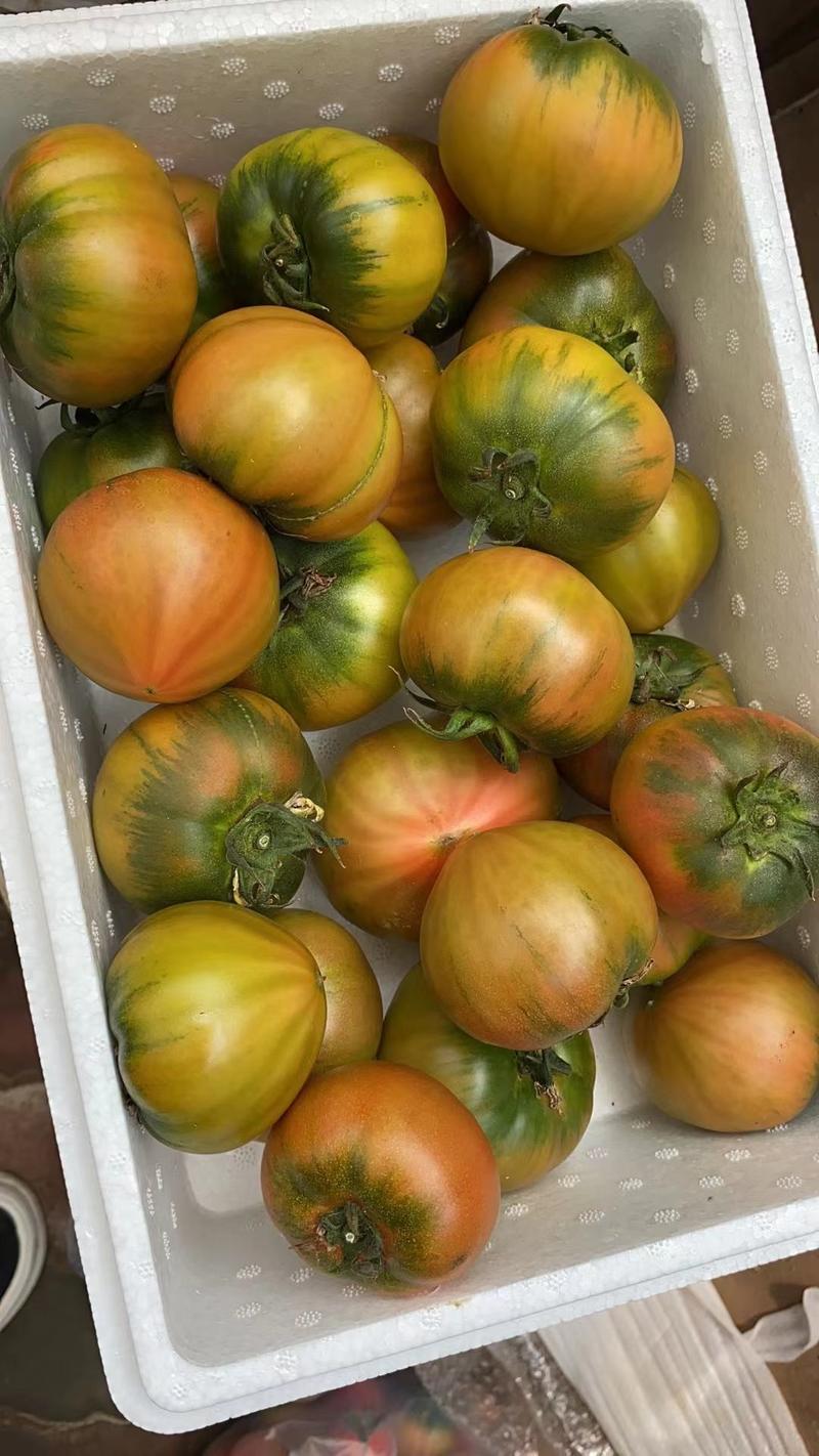草莓西红柿苗九月份大量现货，十万棵，量大从优