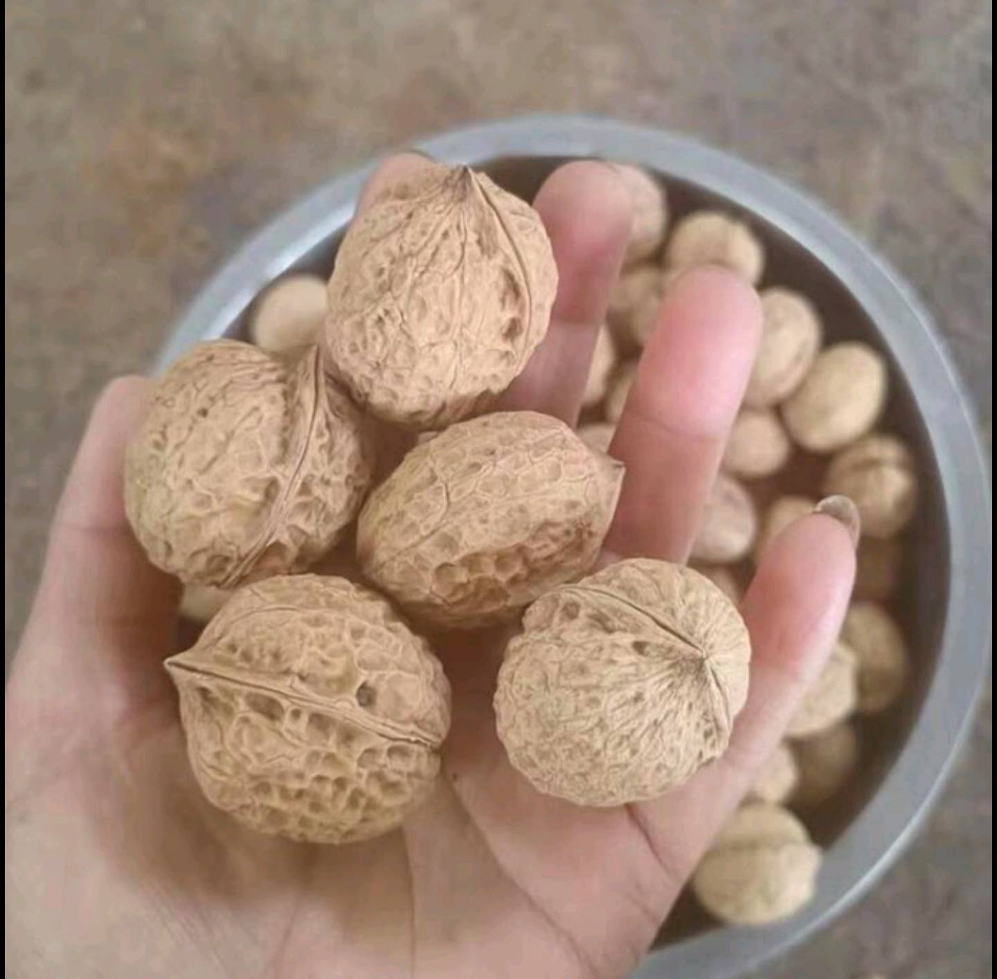核桃木心的实物展示