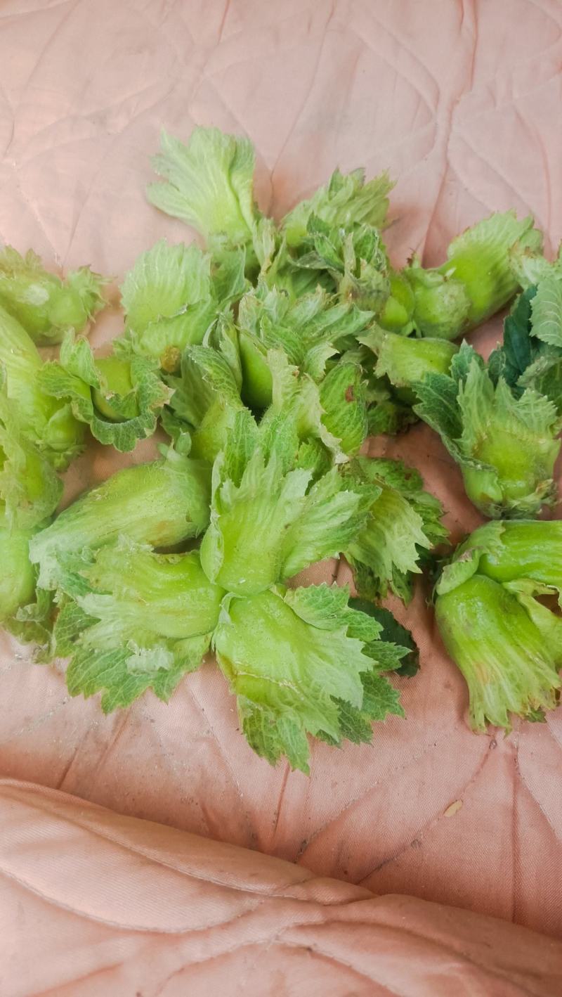 达维