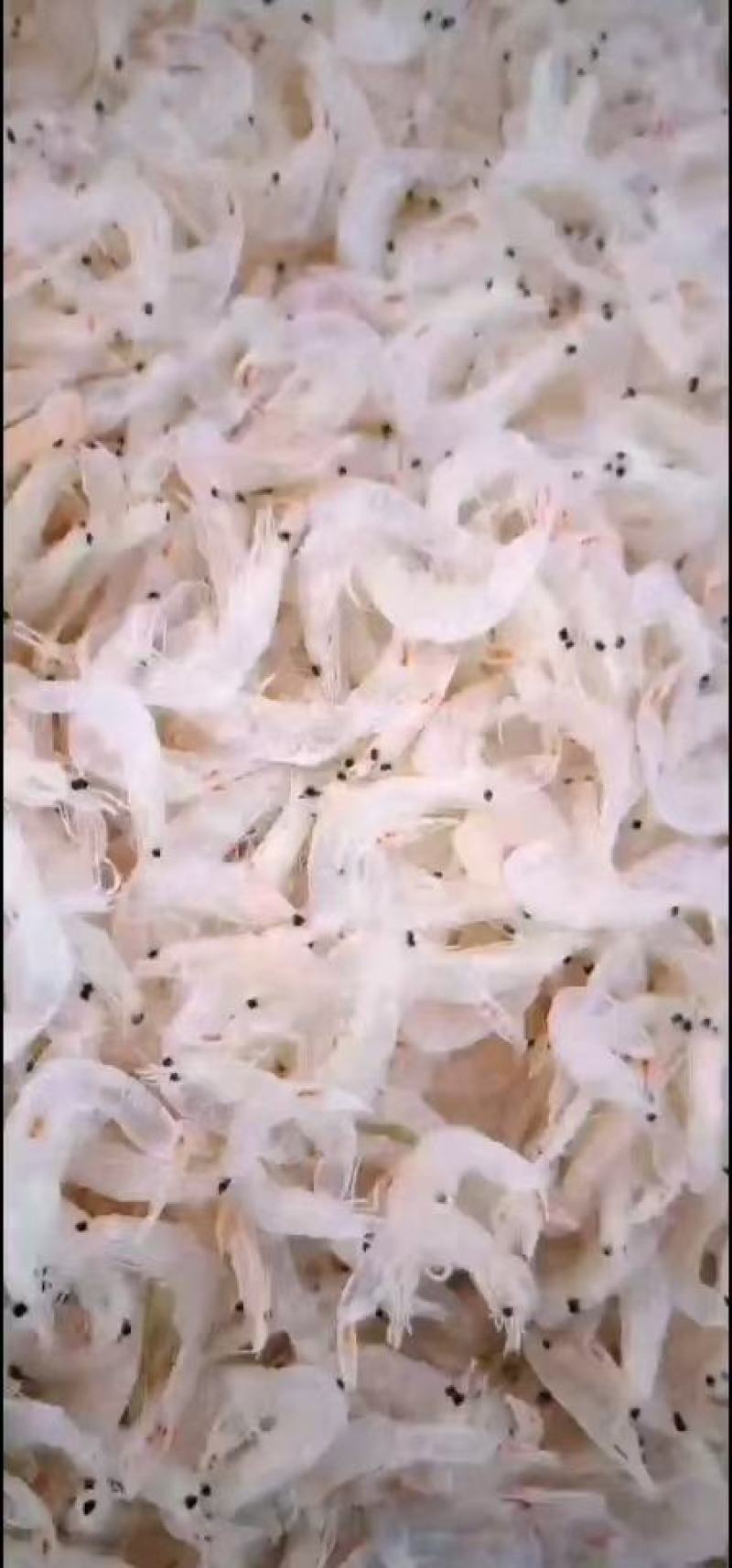 淡干虾皮，一手货源，证件齐全，电商供货，一件代发。