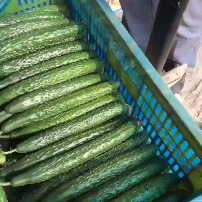 黄瓜