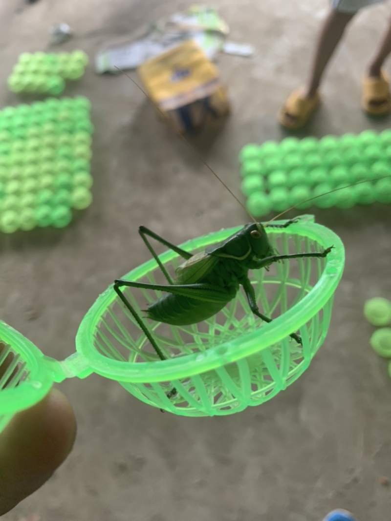 内蒙古通辽蝈蝈，碧绿色蝈蝈想身无杂色，大量批发需要联系
