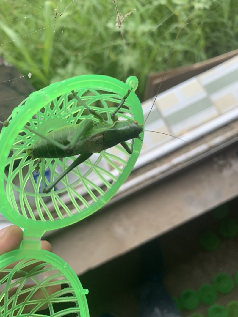 内蒙古通辽蝈蝈，碧绿色蝈蝈想身无杂色，大量批发需要联系