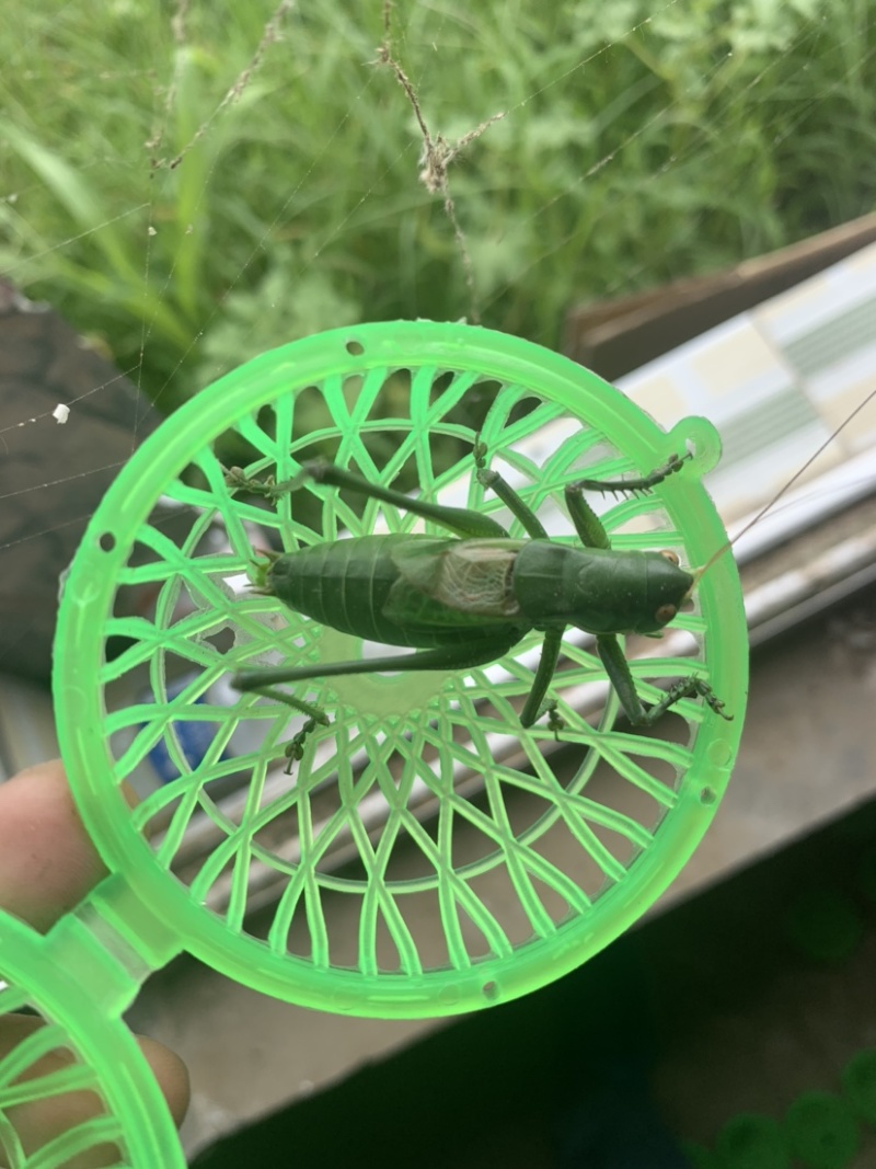 内蒙古通辽蝈蝈，碧绿色蝈蝈想身无杂色，大量批发需要联系