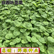 白圆叶苋菜，全株浅绿，成品菜株高约20cm，全国均可种植