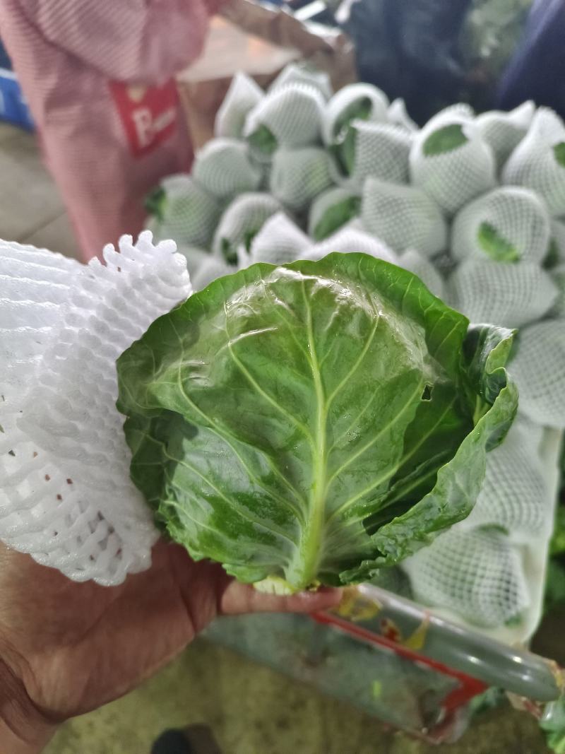 甘肃高原菜啥都掉价