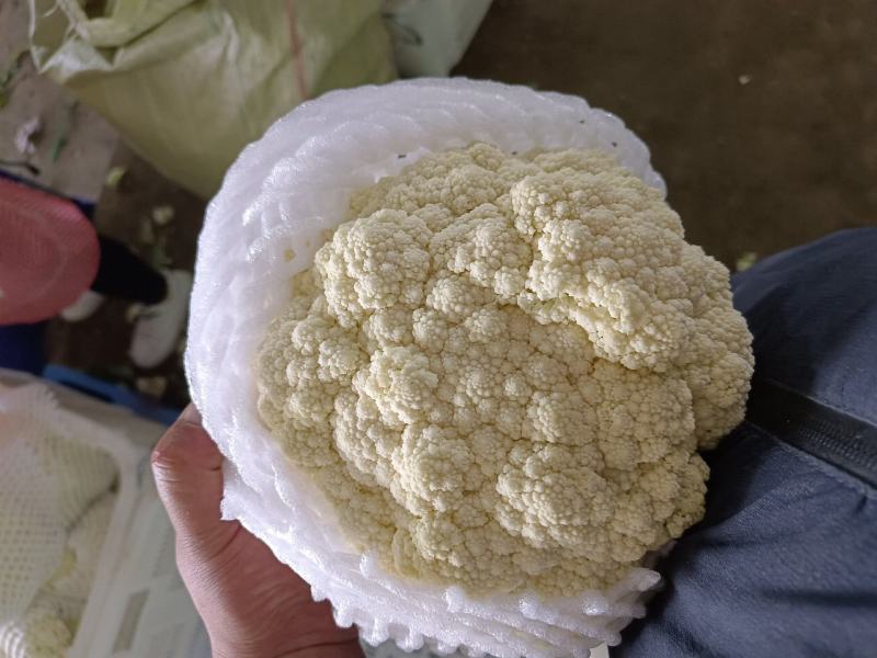 甘肃高原菜啥都掉价