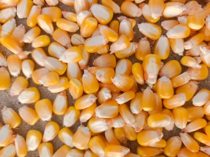 湖北玉米湿玉米干玉米大量有货保质保量