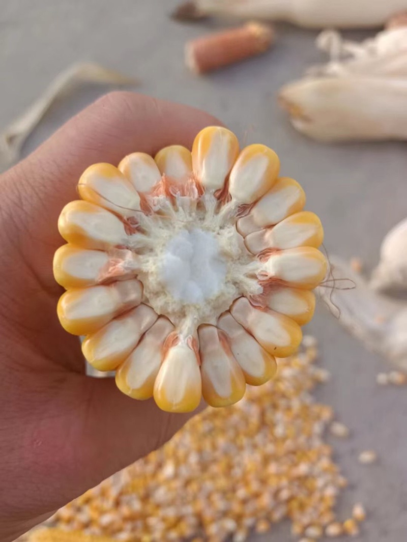 湖北玉米湿玉米干玉米大量有货保质保量