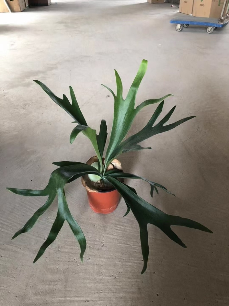 120#鹿角蕨双株，精品好货
