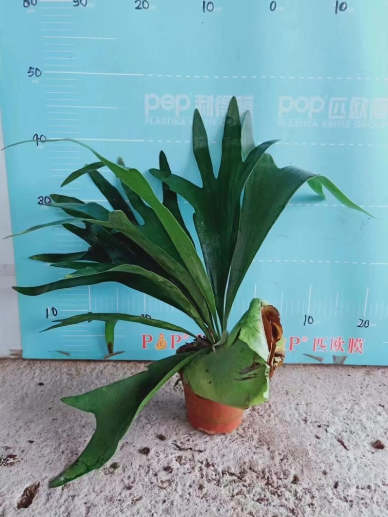 120#鹿角蕨双株，精品好货
