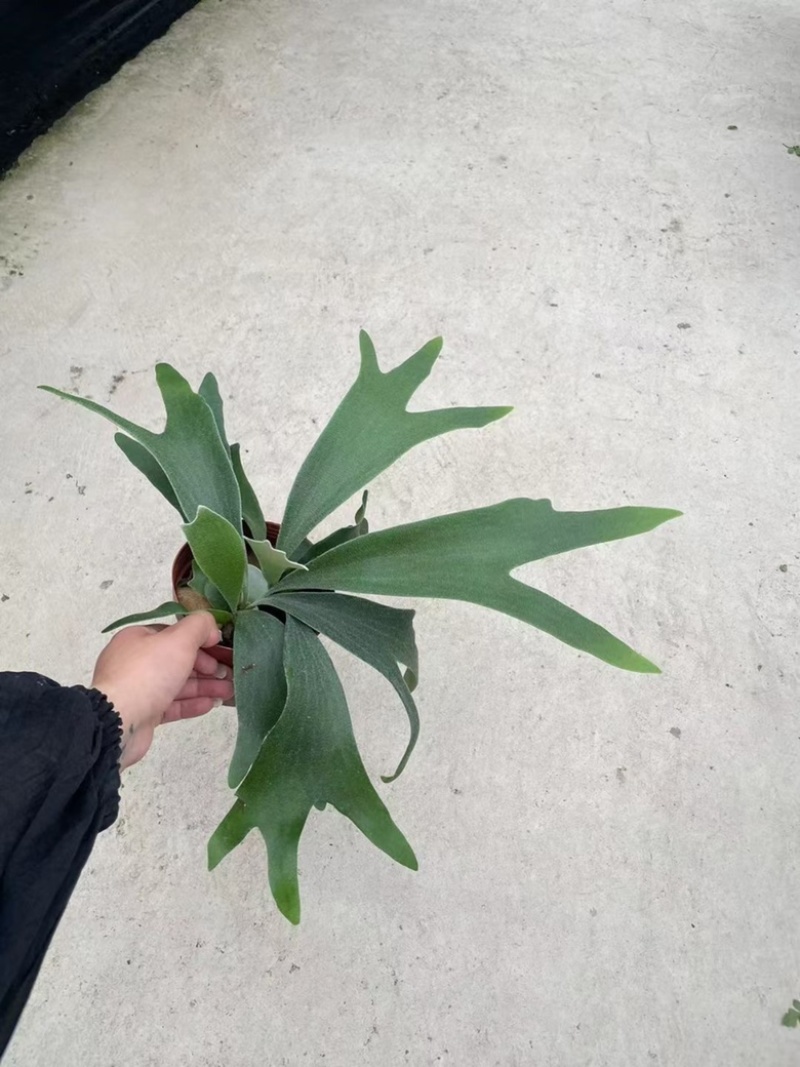 120#鹿角蕨双株，精品好货