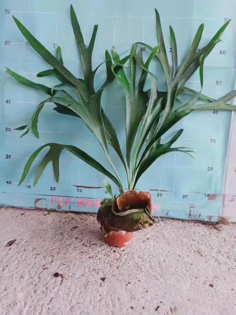 120#鹿角蕨双株，精品好货
