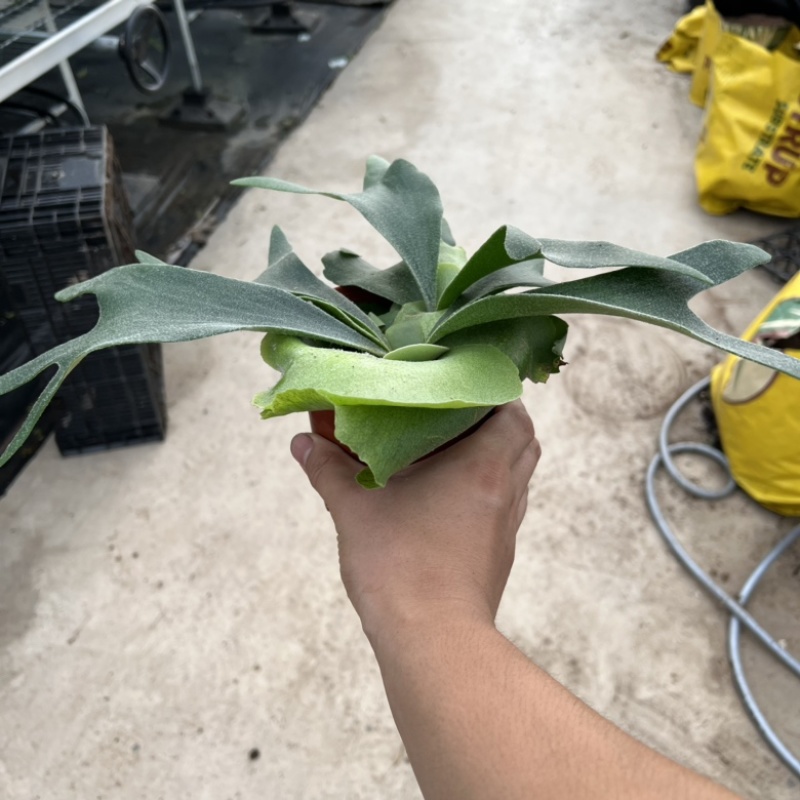 120#鹿角蕨双株，精品好货