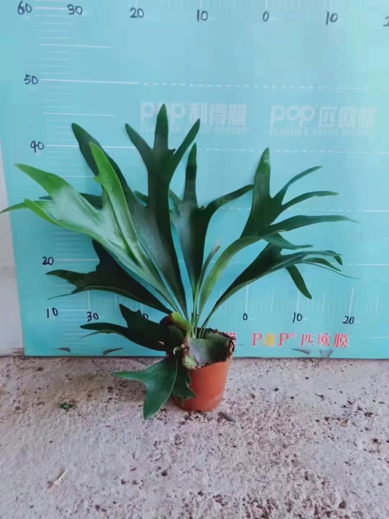 120#鹿角蕨双株，精品好货
