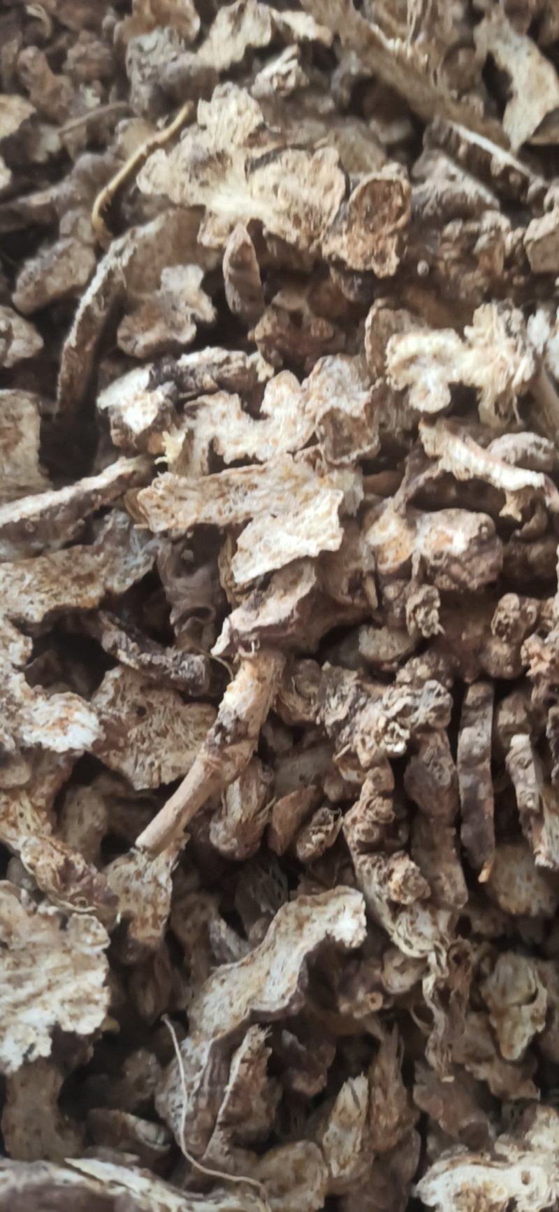 苍术各种规格苍术气味浓无硫质量保证量大从优