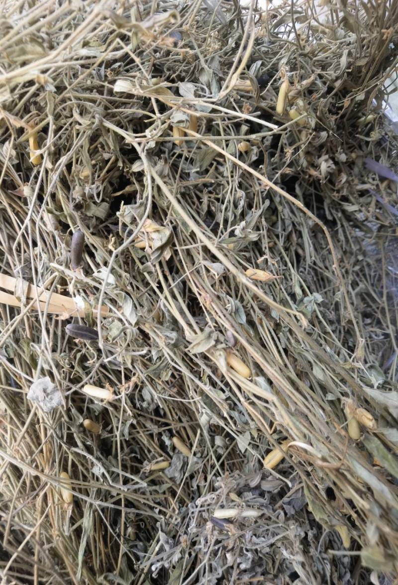 响铃草野生响铃草响铃草响铃子响铃草人工采收自然晒干