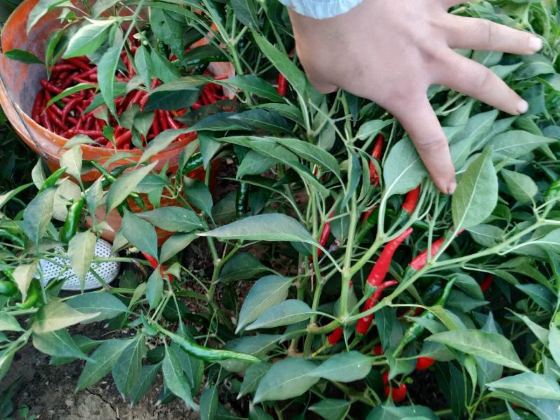 辣椒，朝天椒，润冠81朝天椒，辣辣的。红辣椒，干辣椒