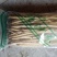 袋装内蒙北沙参500g，牛家营子北沙参种植基地，长期现货