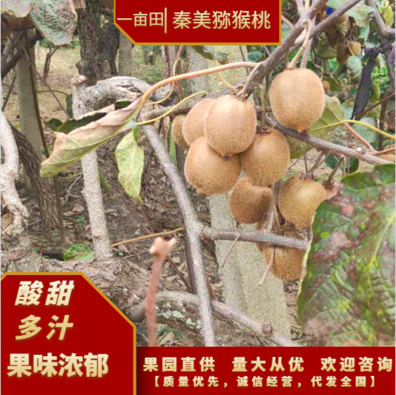 汉中市城固县猕猴桃徐香猕猴桃现摘现发