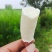 河北邯郸临漳商薯19河北纯沙地种植产品助农产品