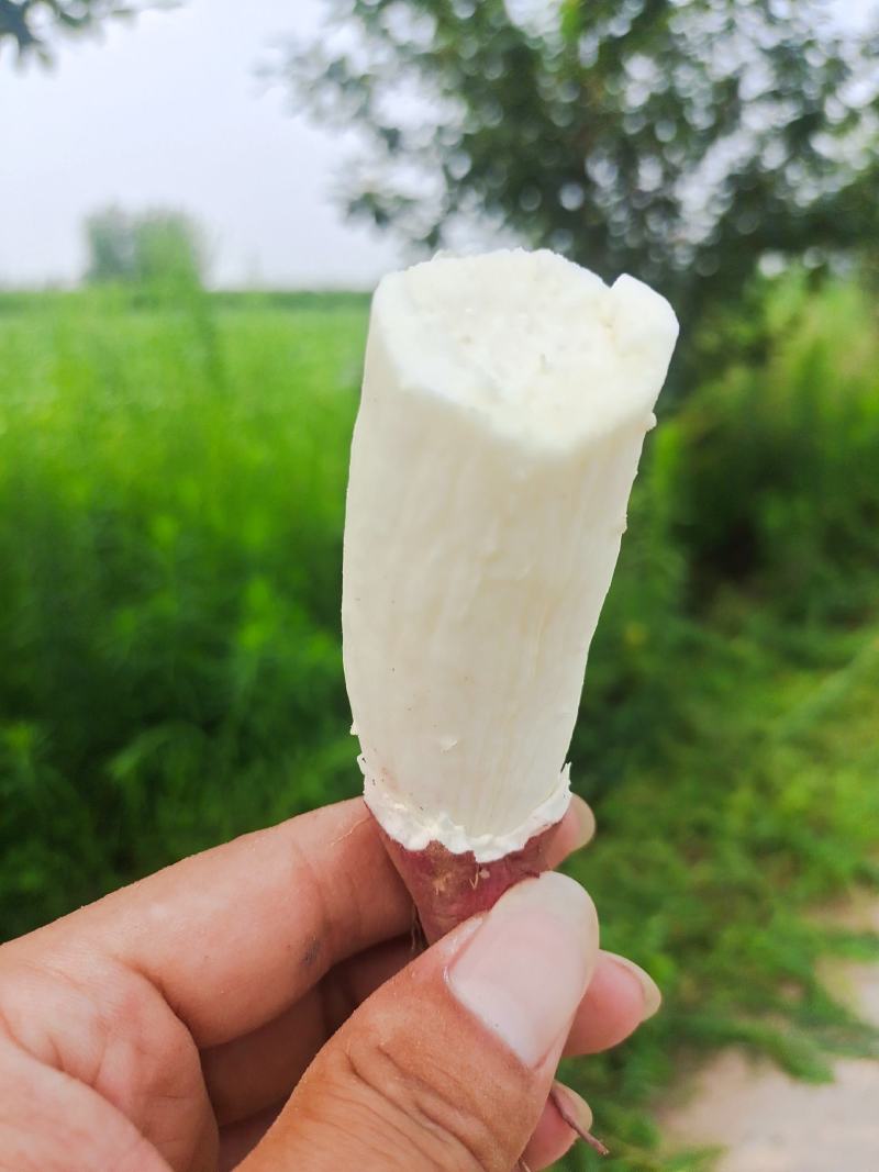 河北邯郸临漳商薯19河北纯沙地种植产品助农产品