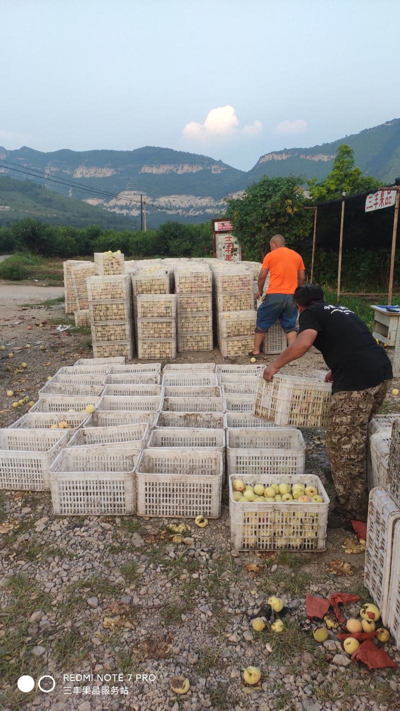 三丰罐头白桃3--4两以上肉硬，8--9月份供货