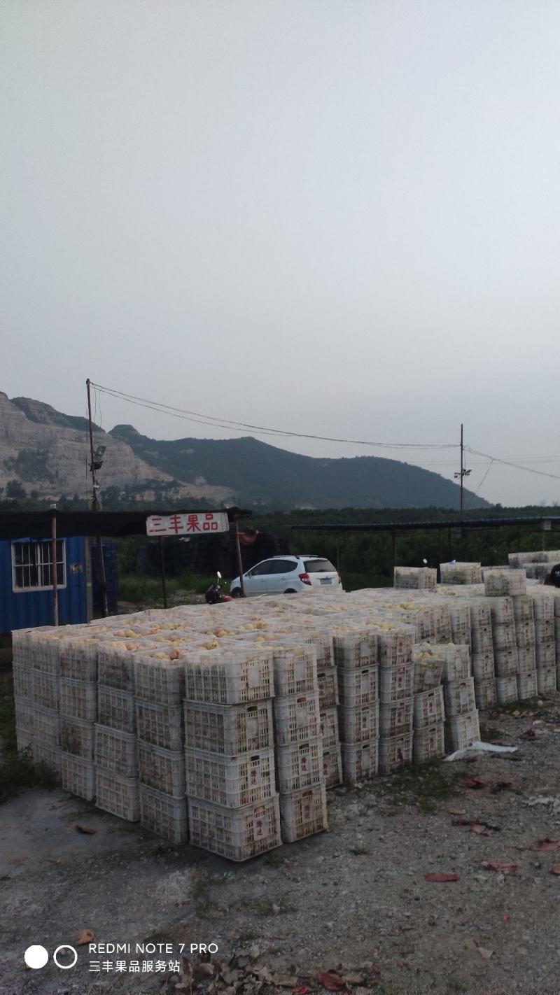 三丰罐头白桃3--4两以上肉硬，8--9月份供货