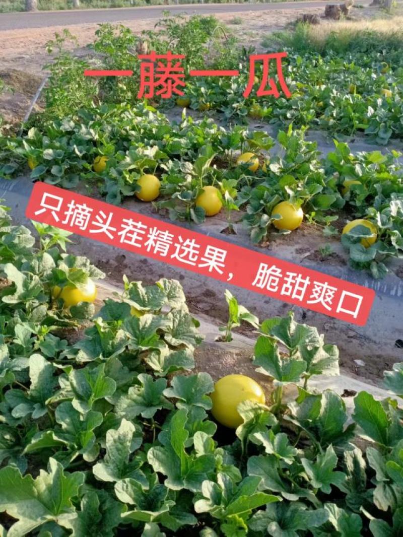 民勤蜜瓜金红宝-沙漠蜜瓜-产地直供-一件代发-保质保量
