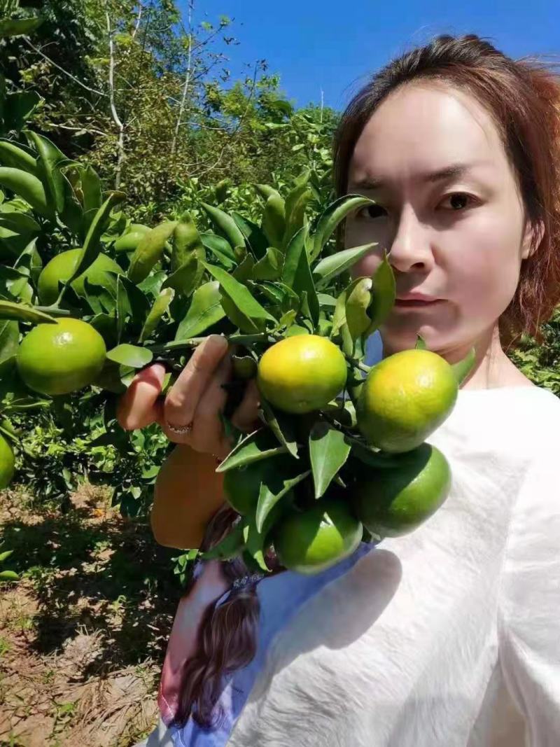 《蜜橘》云南蜜橘电商社团市场商超外贸美团多多买菜等