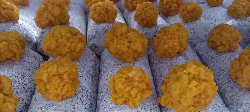 金耳菌源头实力工厂!欢迎合作，订货量大价格也优惠!