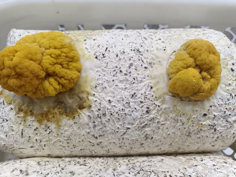 金耳菌源头实力工厂!欢迎合作，订货量大价格也优惠!