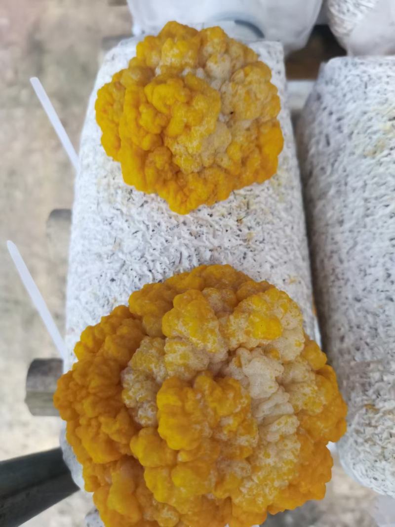 金耳菌源头实力工厂!欢迎合作，订货量大价格也优惠!