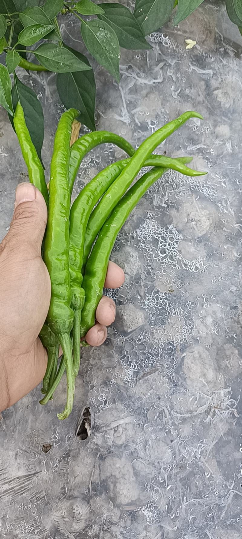 螺丝椒