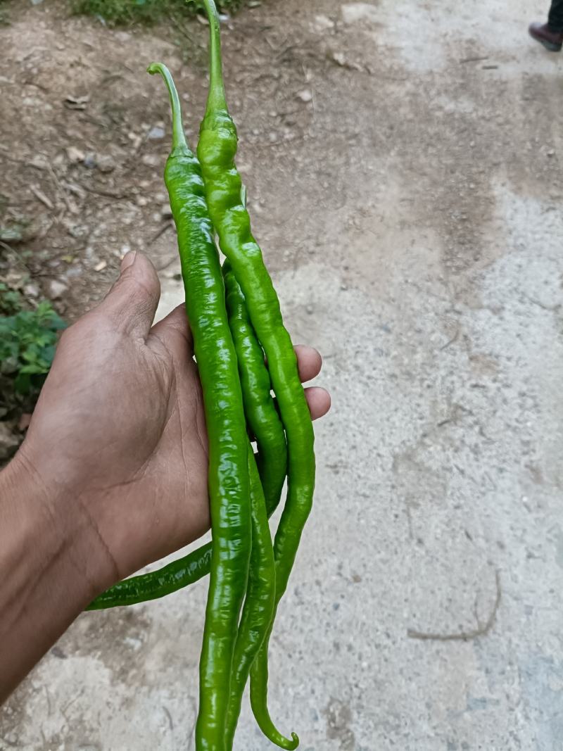 螺丝椒