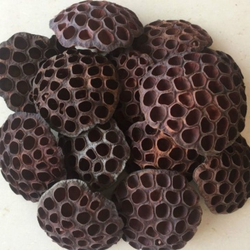 莲房中药莲子干莲蓬莲房老莲蓬藕实莲蓬莲子房