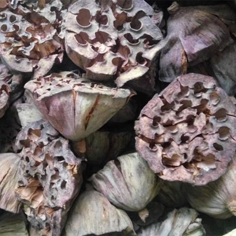 莲房中药莲子干莲蓬莲房老莲蓬藕实莲蓬莲子房