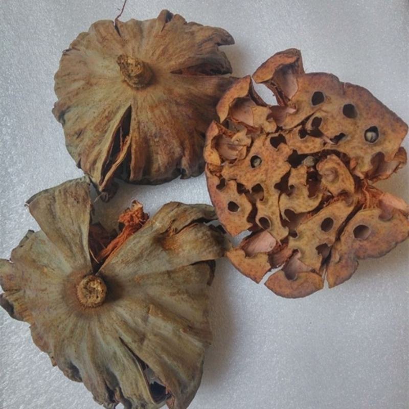 莲房中药莲子干莲蓬莲房老莲蓬藕实莲蓬莲子房