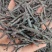 海南苦丁茶正品特级野生散装500g苦丁苦丁茶
