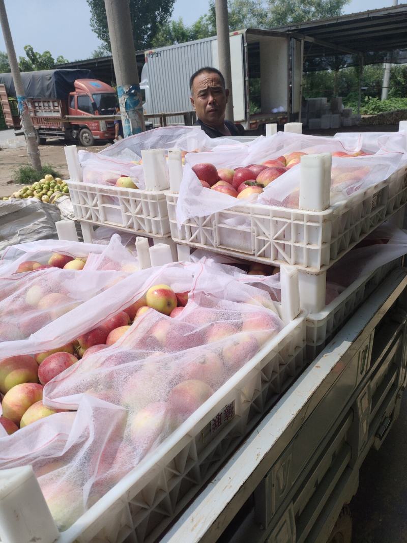 鲁丽苹果大量上市中，有想法的老板们抓紧时间联系我