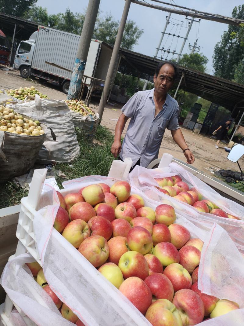 鲁丽苹果大量上市中，有想法的老板们抓紧时间联系我