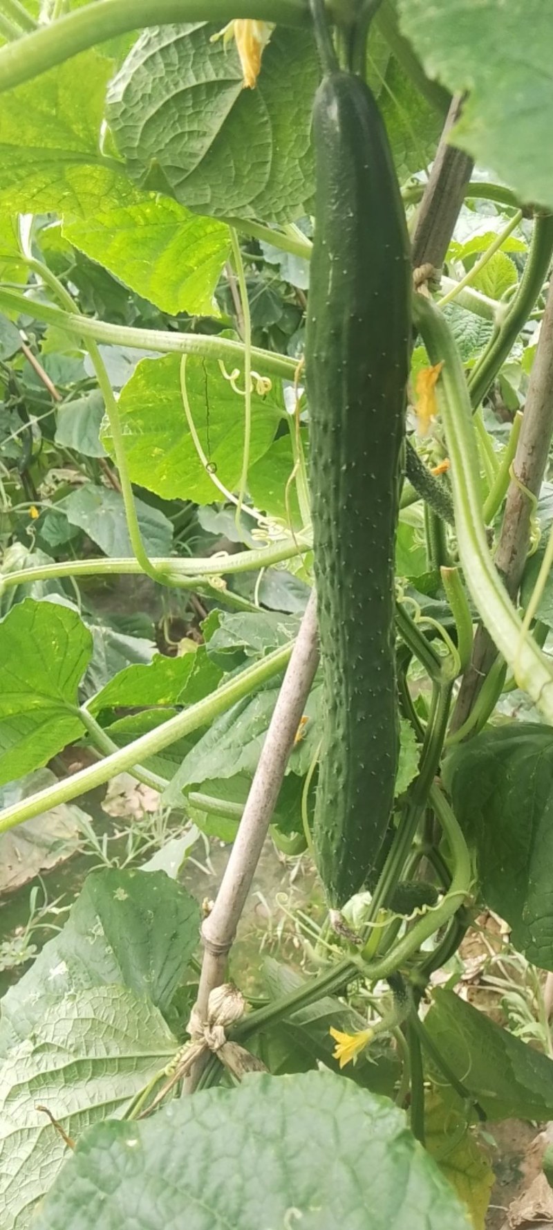 襄城县崔结实代收各种疏菜，精品黄瓜正在大量上市中。