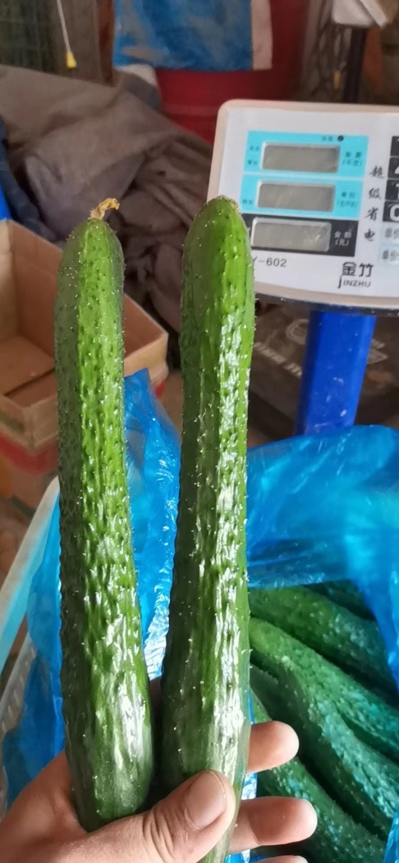 襄城县崔结实代收各种疏菜，精品黄瓜正在大量上市中。