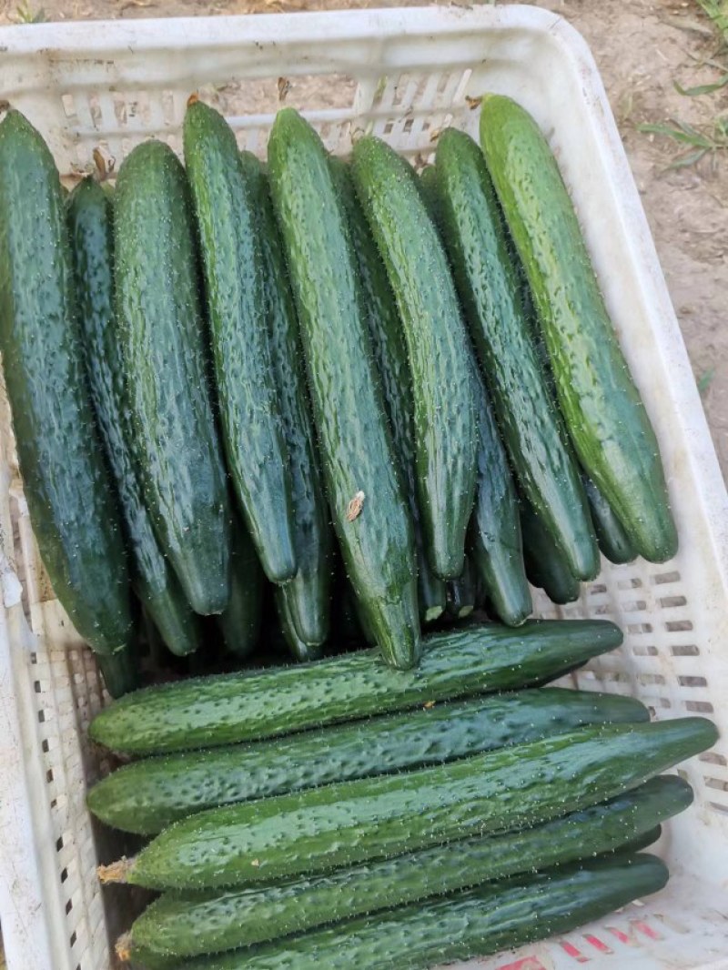 襄城县崔结实代收各种疏菜，精品黄瓜正在大量上市中。