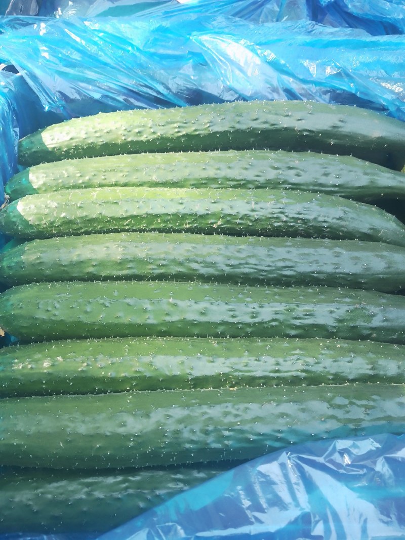 襄城县崔结实代收各种疏菜，精品黄瓜正在大量上市中。