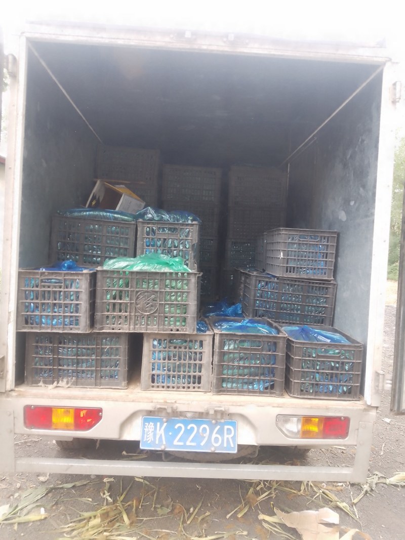 襄城县崔结实代收各种疏菜，精品黄瓜正在大量上市中。