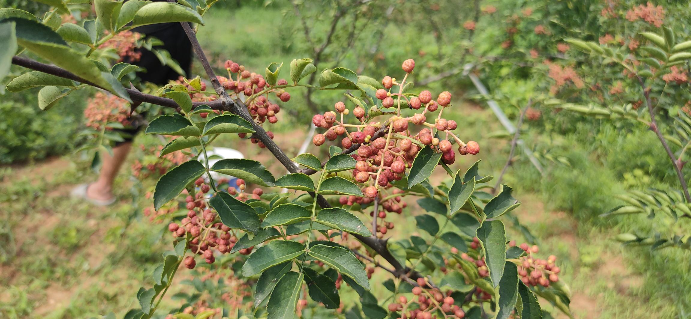 花椒树果实特写