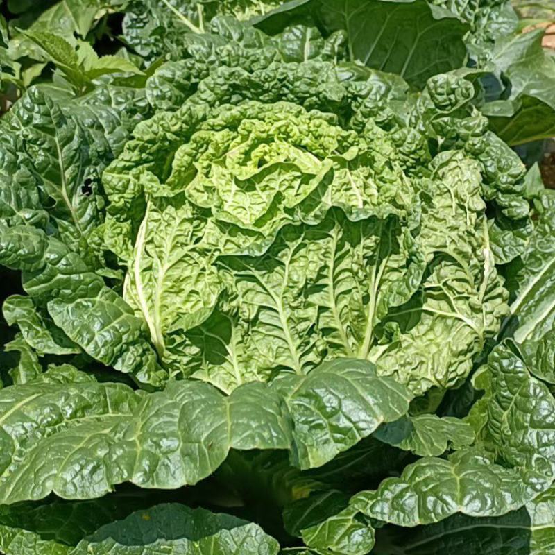 云南精品山地大白菜