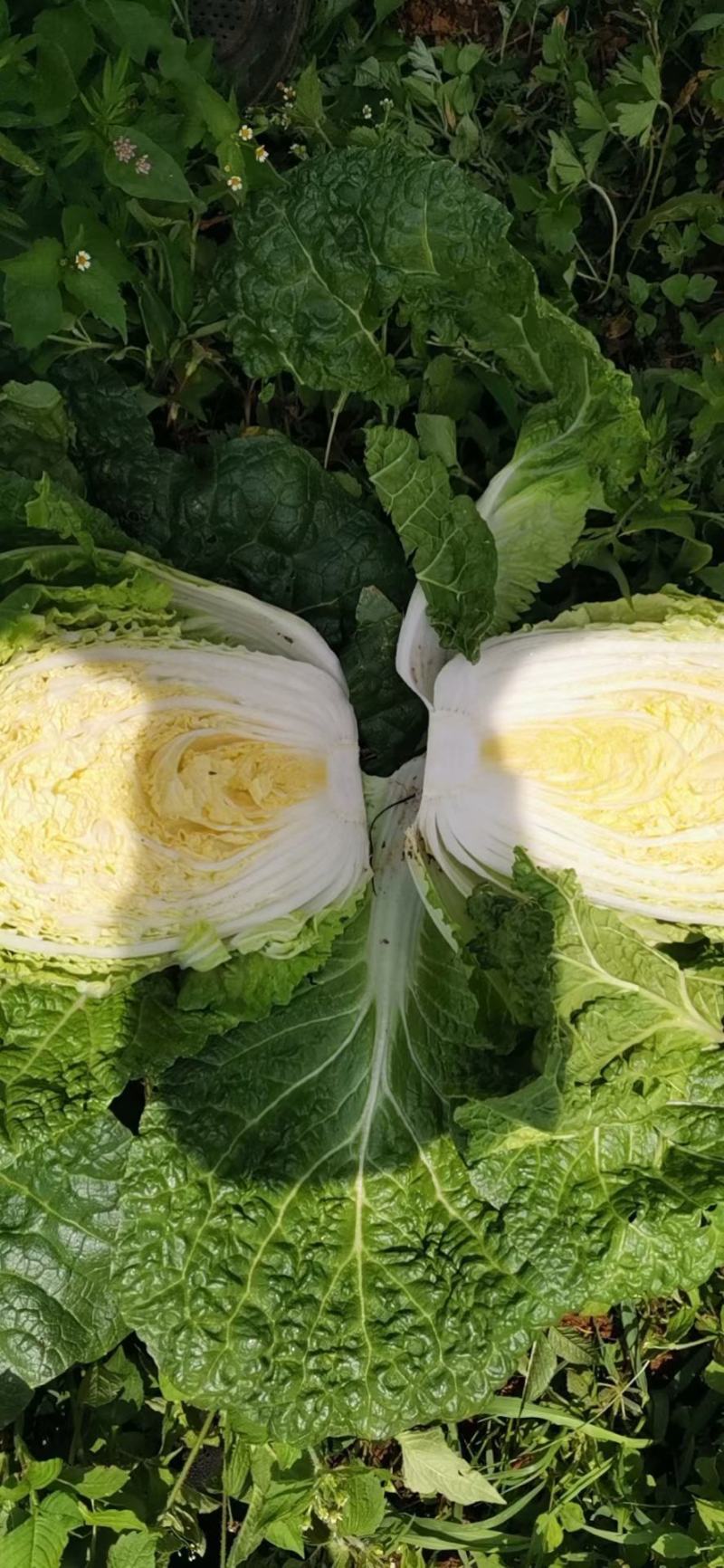 云南精品山地大白菜