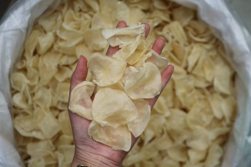 230头缅甸鸡蛋胶鱼胶花胶厚肉漂亮货干净清水性价比很高